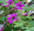 'Ann Thompson'
