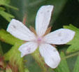 Geranium asphodeloïdes subsp. asphodeloïdes