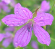 geranium asphodeloides