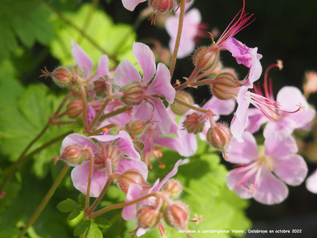 Geranium x cantabrigiense 'Hanne'
