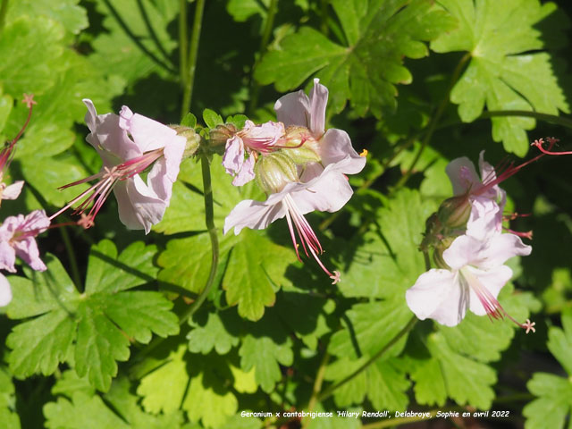Geranium x cantabrigiense 'Hilary Rendall'