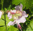 Geranium x cantabrigiense 'Hilary Rendall'