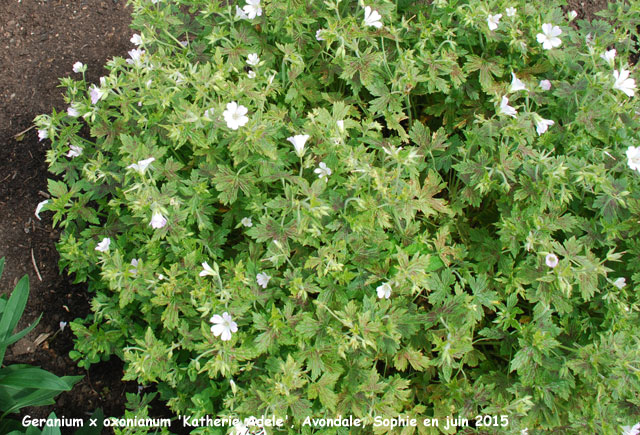 Geranium x oxonianum 'Katherine Adele'''