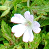 Geranium x oxionanum 'Katherine Adele'