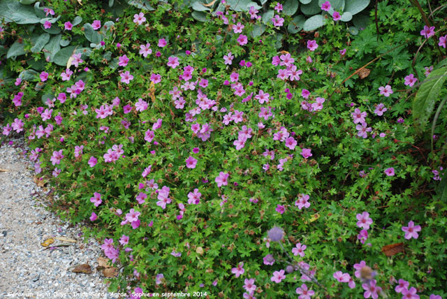 Geranium 'Light Dilys'