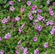 Geranium 'Light Dilys'