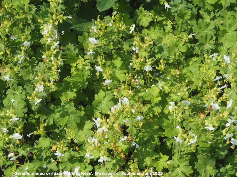 Geranium macrorrhizum 'White Ness'