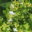 Geranium macrorrhizum 'White Ness'