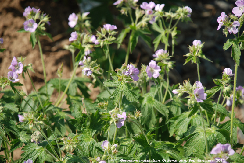 Geranium maculatum