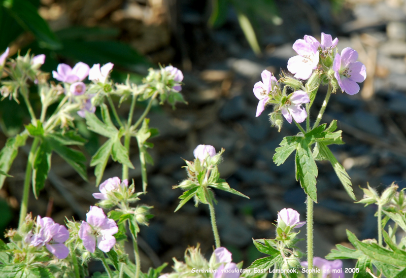 Geranium maculatum