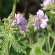Geranium maculatum