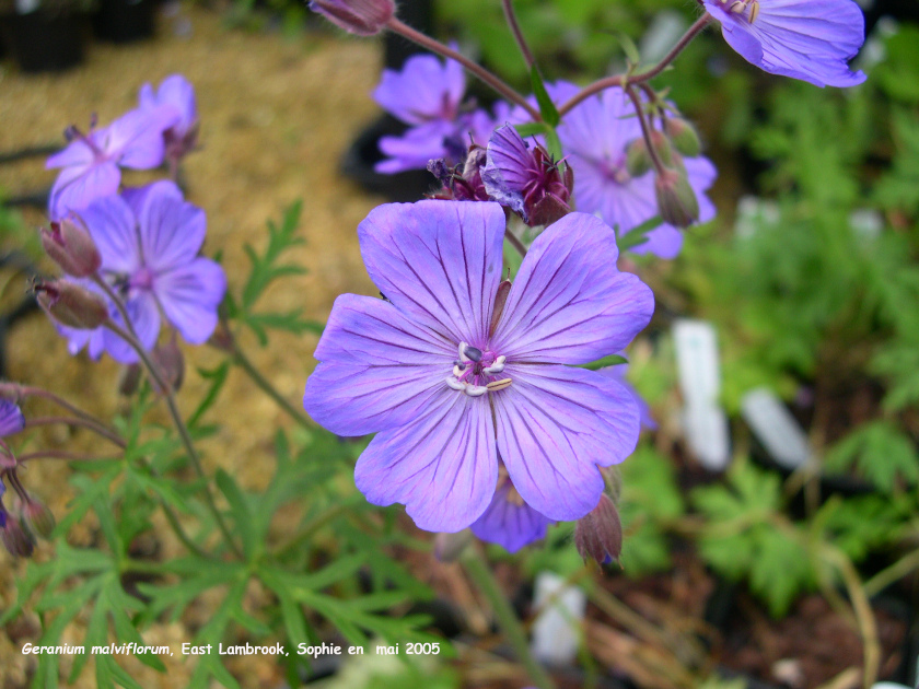 Geranium malviflorum