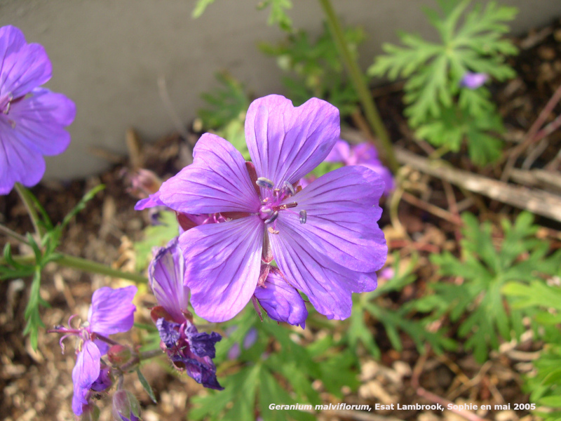 Geranium malviflorum