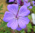 Geranium malviflorum