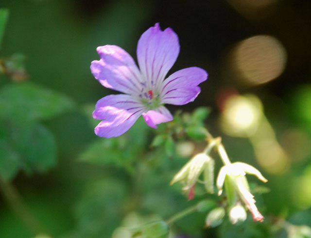 Geranium nodosum
