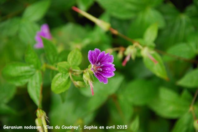 Geranium nodosum 'Clos du Coudray'