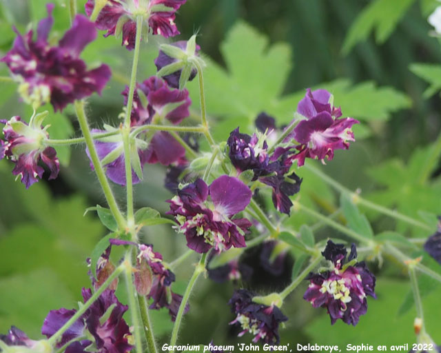 Geranium phaeum 'John Green'