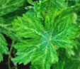 Geranium phaeum 'Margaret Wilson'