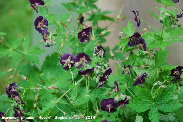 Geranium phaeum 'Raven'