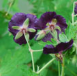 Geranium phaeum 'Raven'