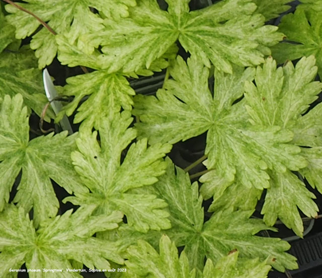 Geranium phaeum' Springtime'