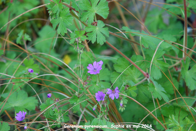 Geranium pyrenaicum