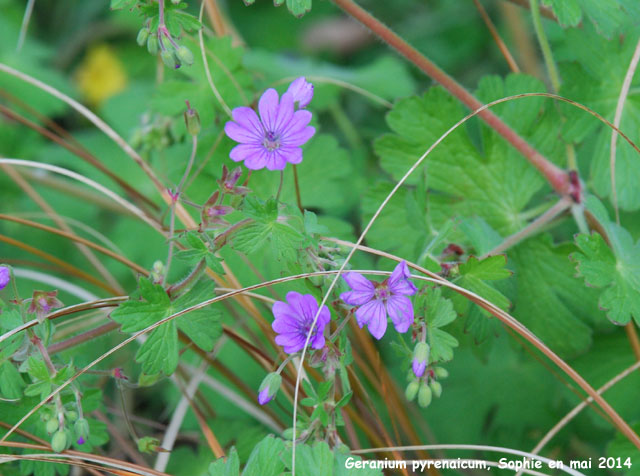 Geranium pyrenaicum