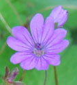 Geranium pyrenaicum