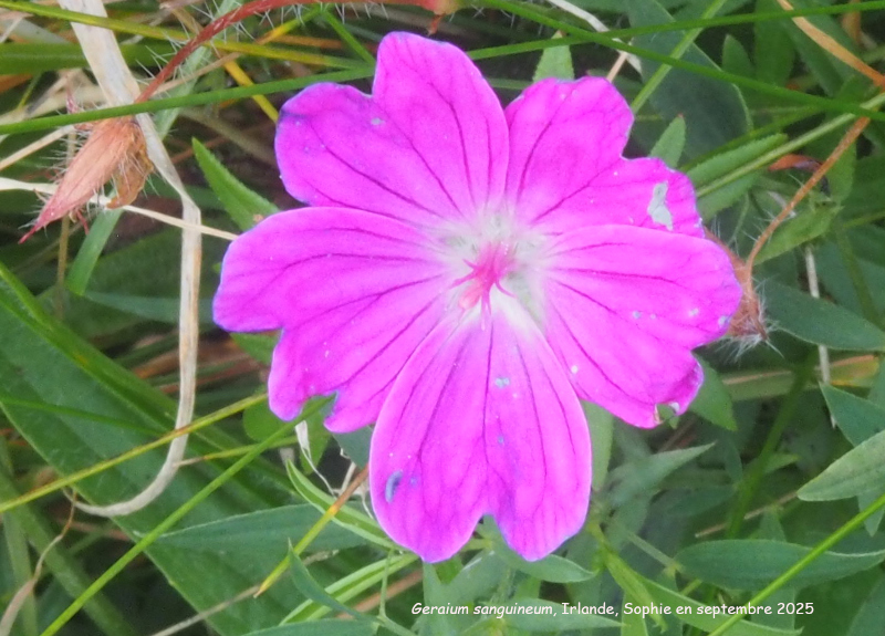 Geranium sanguineum