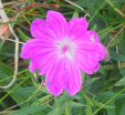 Geranium sanguineum