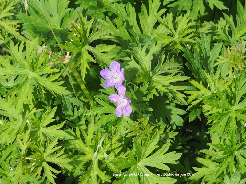 Geranium shikokianum