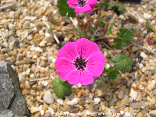 Geranium subcaulescens 'Splendens'