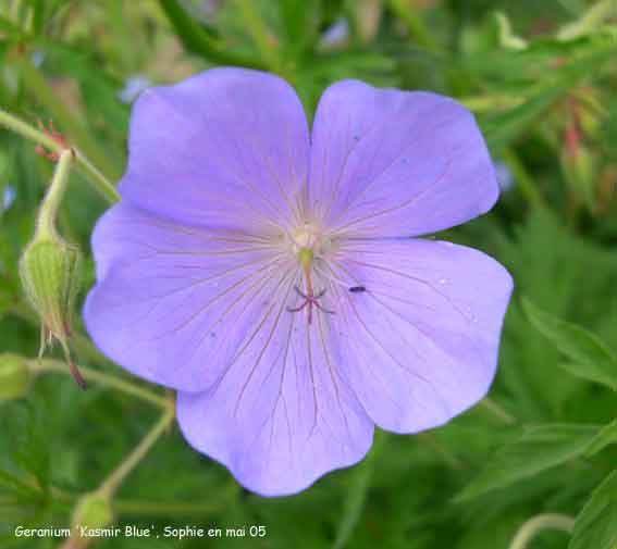 Geranium clarkei 'Kashmir Blue'