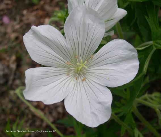 Geranium clarkei 'Kashmir Green'