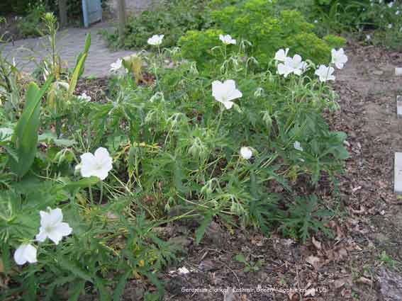 Geranium clarkei 'Kashmir Green'