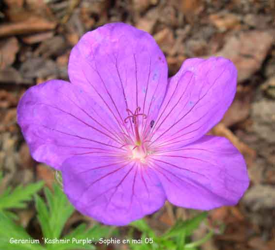 Geranium clarkei 'Kashmir Purple'