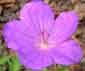 geranium clarkei 'Kashmir Purple'