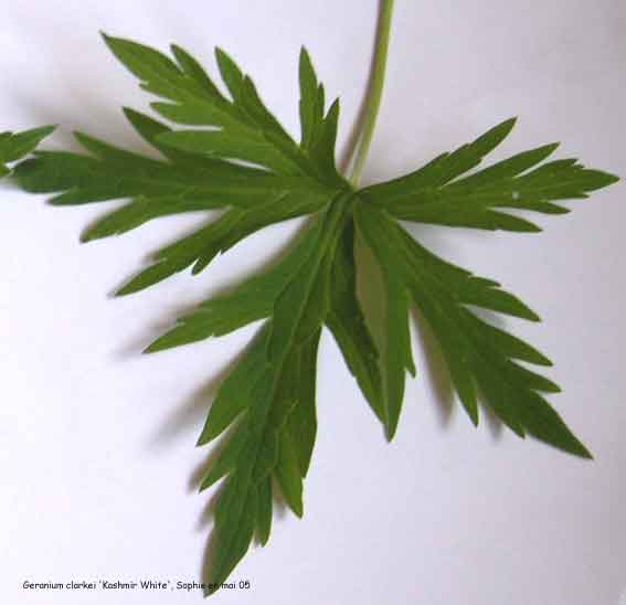 Geranium clarkei 'Kashmir White'