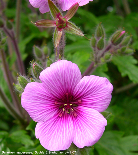 Geranium maderense