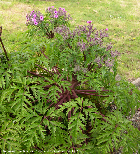 Geranium maderense