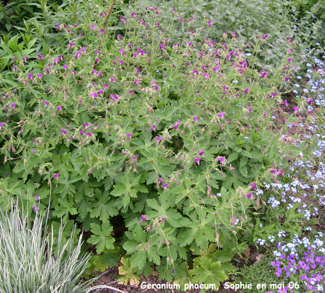 Geranium phaeum