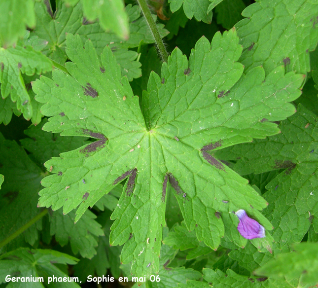 Geranium phaeum