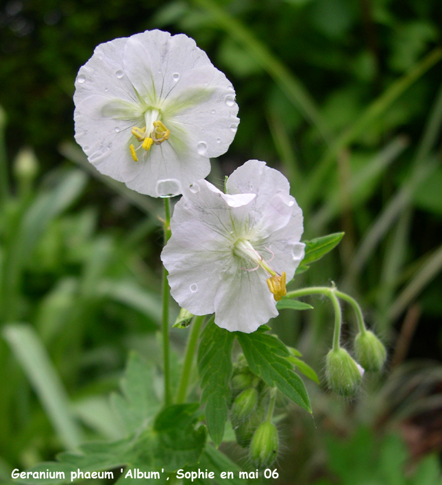 Geranium phaeum 'Album'