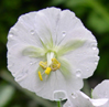 Geranium phaeum 'Album'