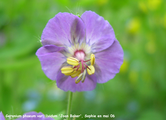 Geranium phaeum var. lividum 'Joan Baker'