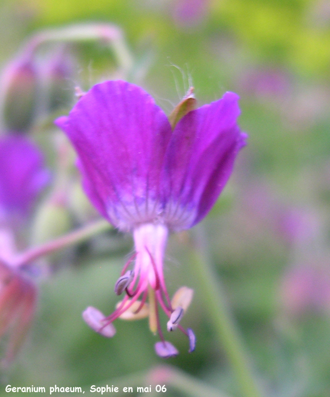 Geranium phaeum