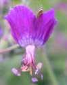 Geranium phaeum