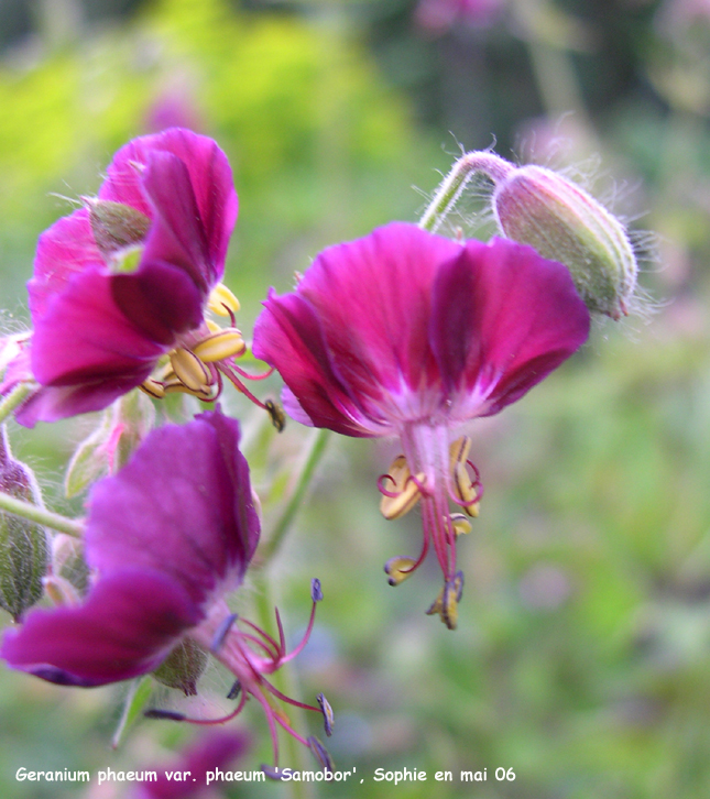 Geranium phaeum var. phaeum 'Samobor'