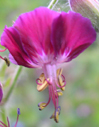 Geranium phaeum  var. phaeum 'Samobor'