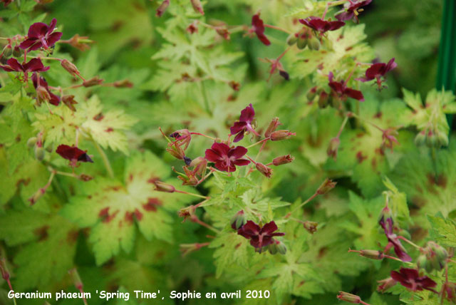 Geranium phaeum' Springtime'